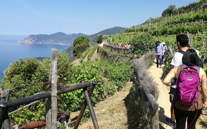 cinque terre hiking tours