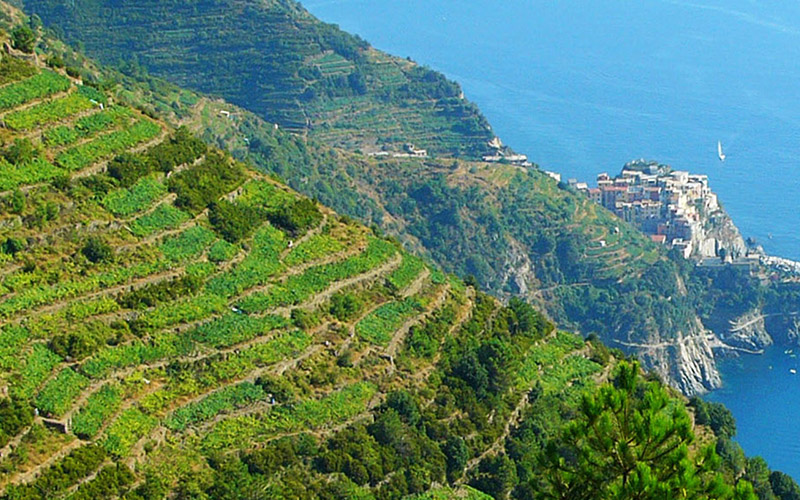 itinerari turistici 5 terre, vini delle cinque terre