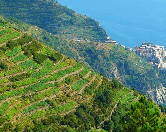 view of the cinque terre vineyards and manarola in the far distance