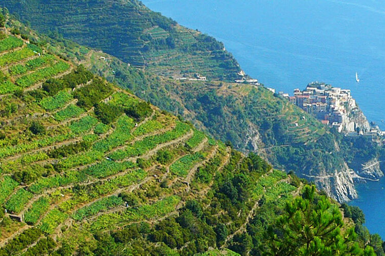 view of the cinque terre vineyards and manarola in the far distance