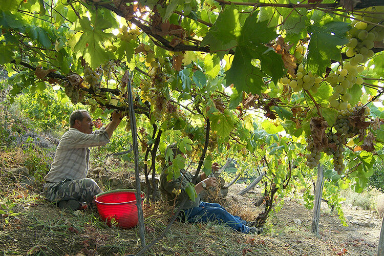 wine tour shore excursion from genoa