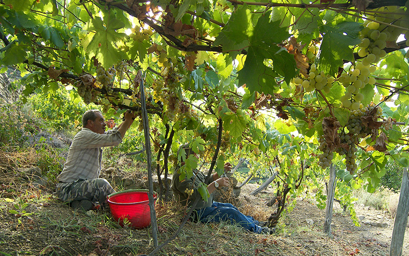 i vini delle cinque terre, visite guidate in cantina