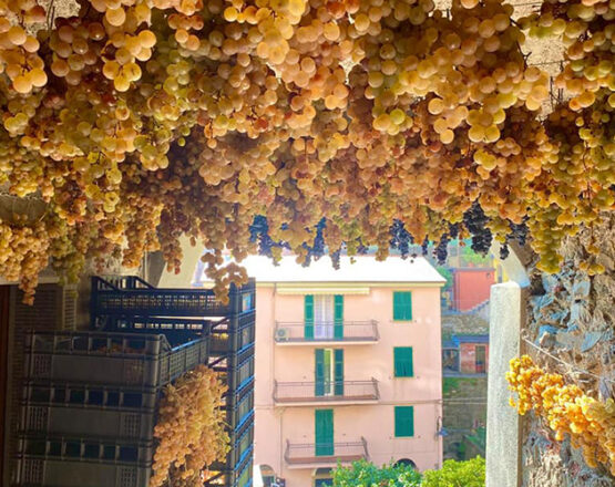grapes drying to make the sciacchetrà