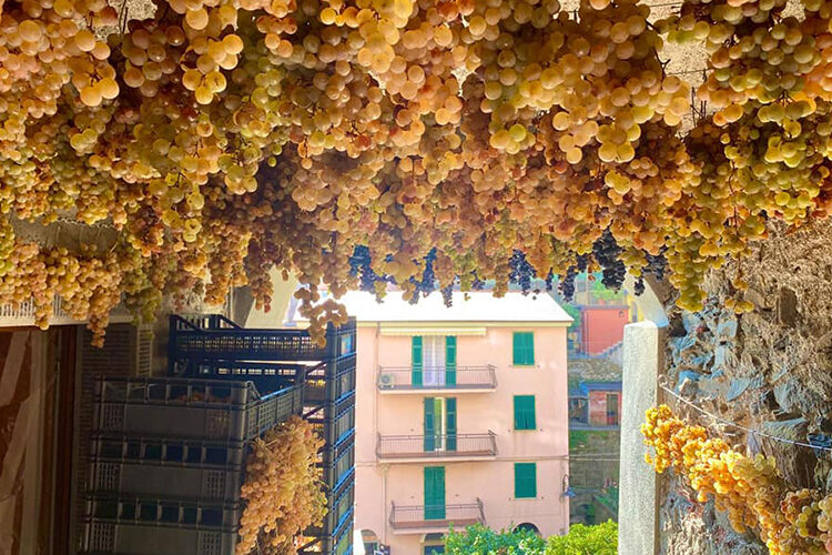 grapes drying to make the sciacchetrà