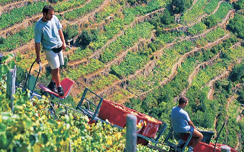 cable car grapes transportation during the harvest in the cinque terre