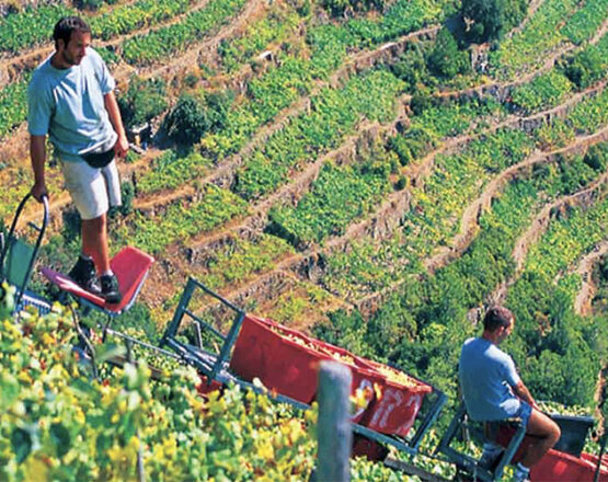 guide turistiche cinque terre, vendemmia