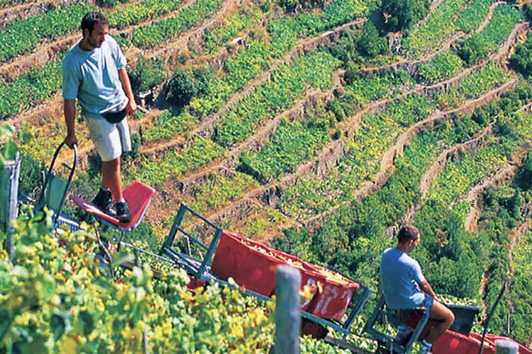 guide turistiche cinque terre, vendemmia