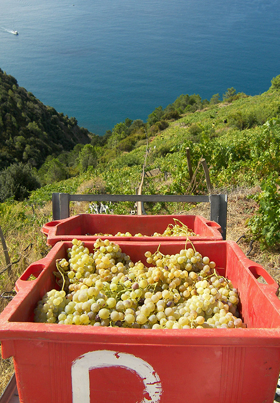 cinque terre private wine tours