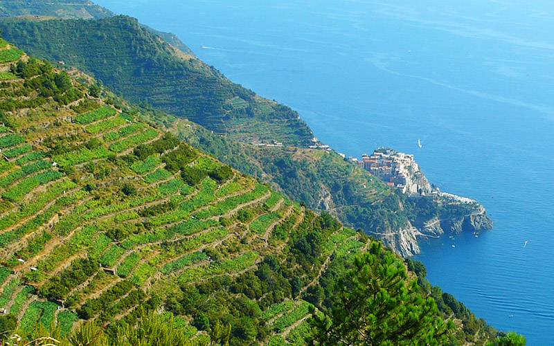 cinque terre private car tours with private driver