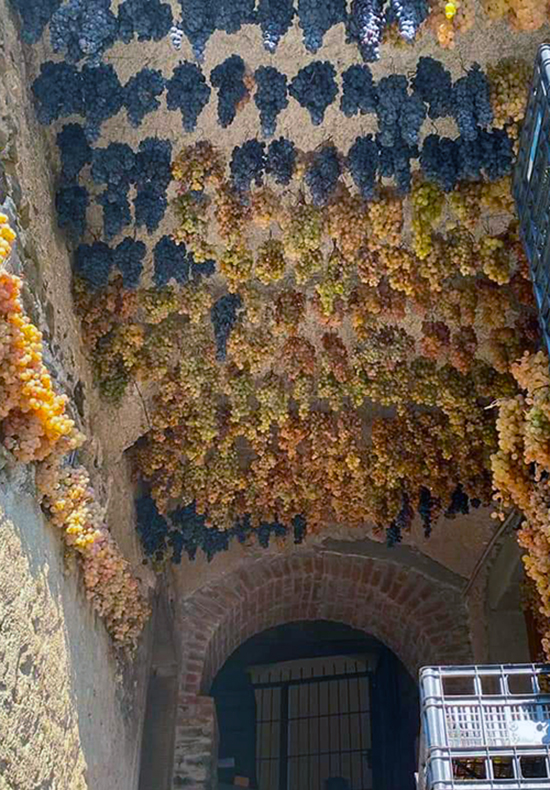 vino delle cinque terre, sciacchetrà